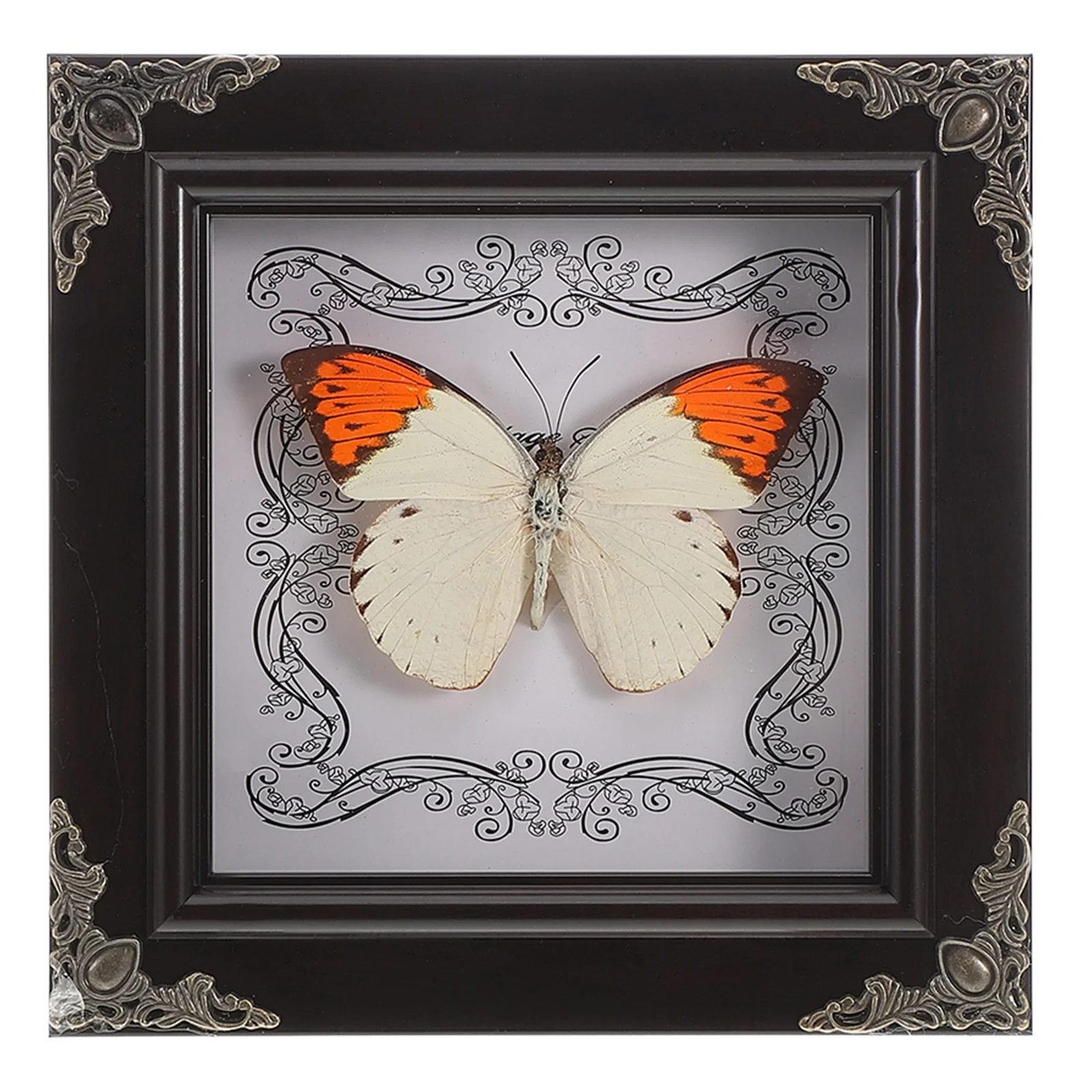 

Real Butterfly Specimen Frame Exquisite European Style Art Home Decor Meticulously Preserved Authentic Natural Beauty