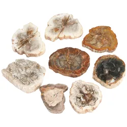 TUMBEELLUWA 1Pc Natural Petrified Wood Stone Slab Specimen,Random Shapes,Healing Crystal Collection,Jewelry Making