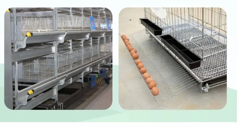 automatic farm system poultry equipment egg layer feed chicken house coops cages designs for sale