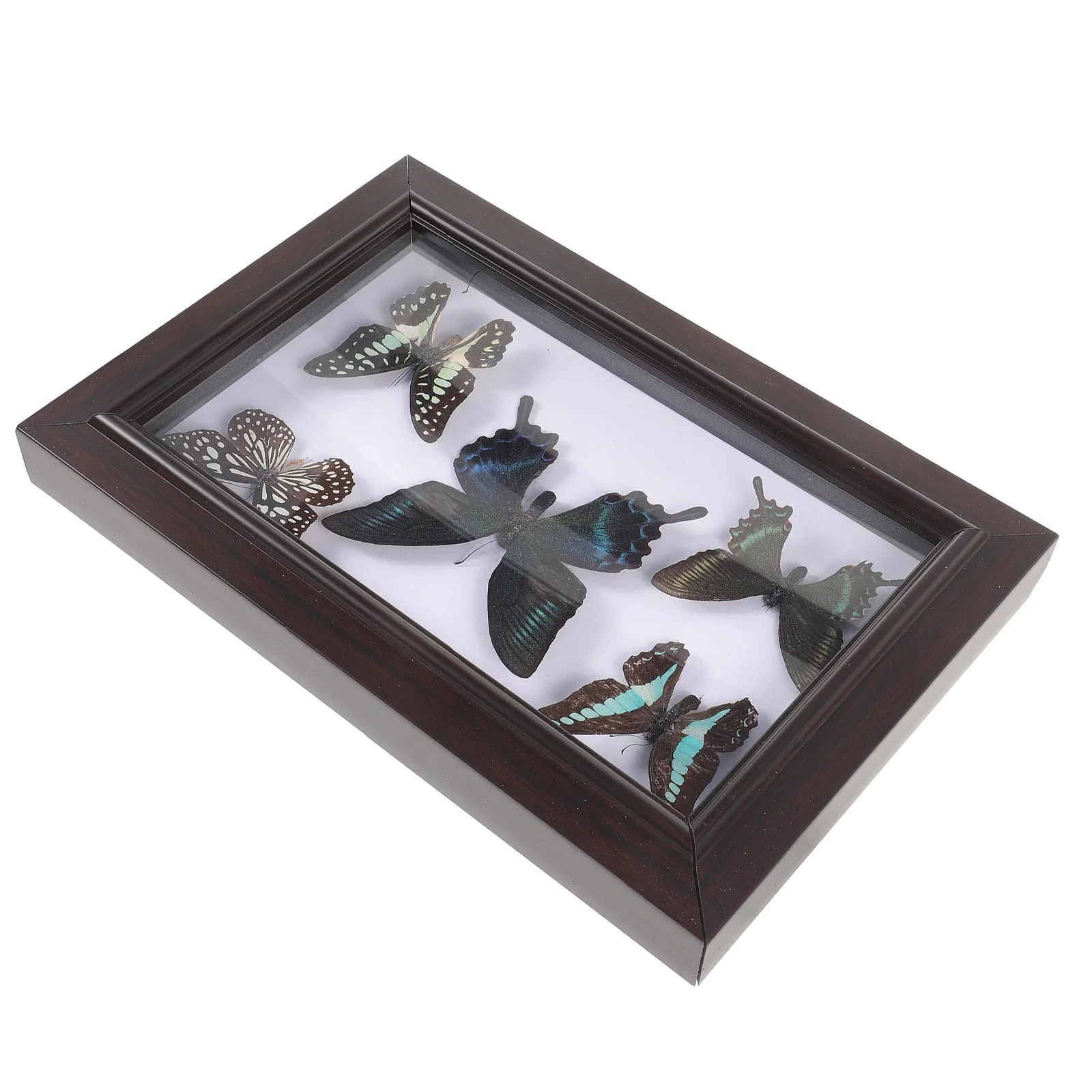 Wood Photo Display Frame With Butterfly Specimen Wall Butterflies Specimen Decoration