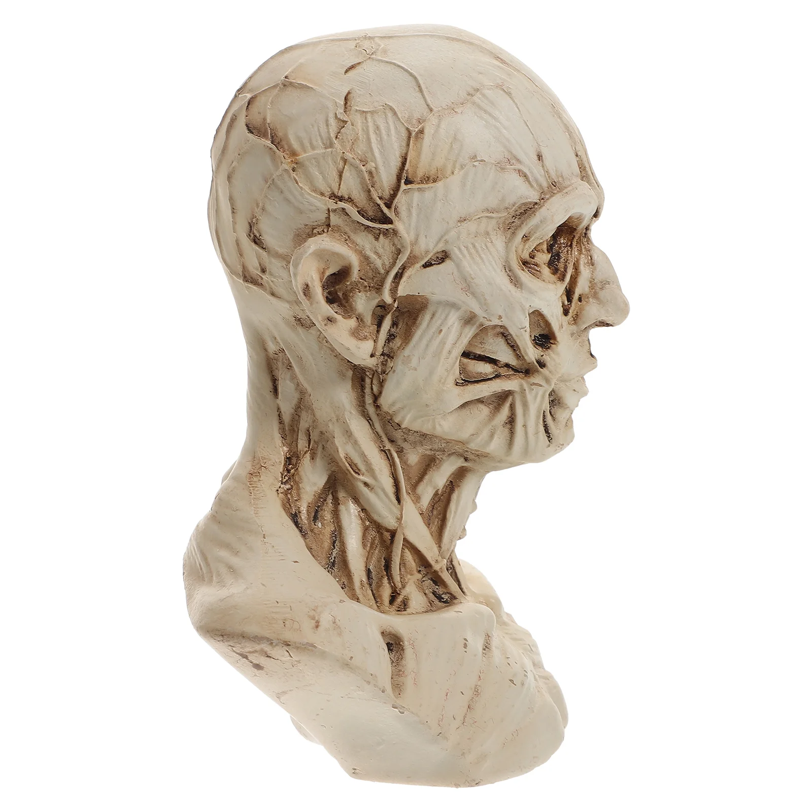 Sketch Statue Desktop Head Anatomy Artist Drawing Model Painting Skull Decor Models Sculpture Muscle Table Resin