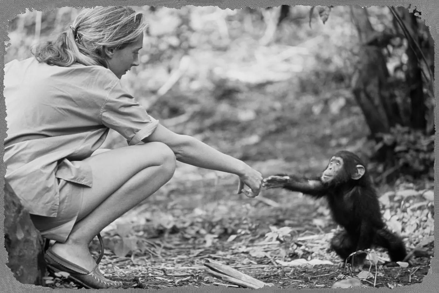 College Metal Posters Jane Goodall with Baby Chimpanzee Portrait Tin Metal Sign 8