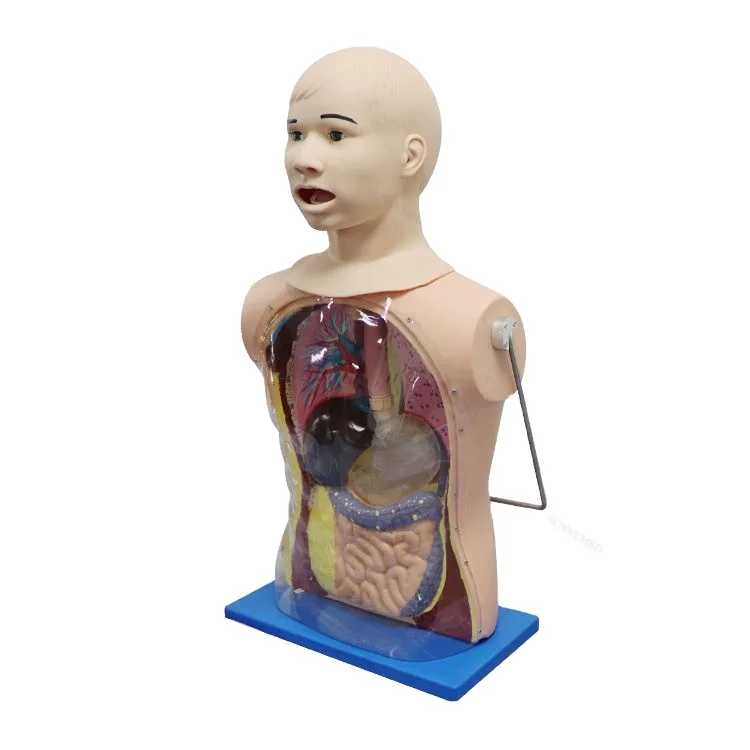 SUNNYMED SY-N03113 Nurse Training Model Nasotric Feeding and Tracheal Nursing Care Model