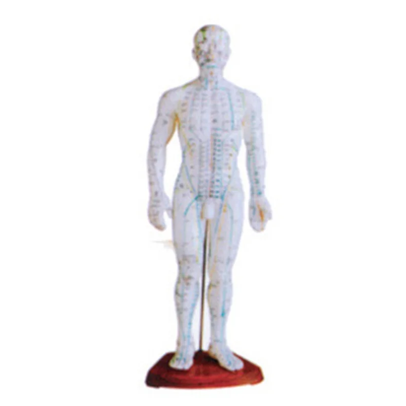 Male 50 CM Human Body Traditional Chinese Medicine Acupuncture  Model BIX-Y1007