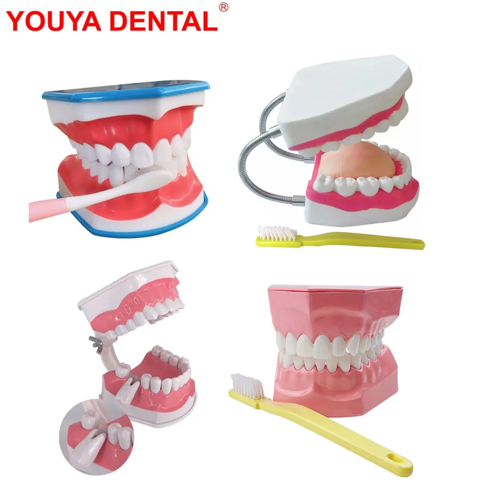 

Dental Model Teeth Brushing Model Dentistry Teeth Model With Toothbrush For Studying Teaching Brushing Educational Demonstration