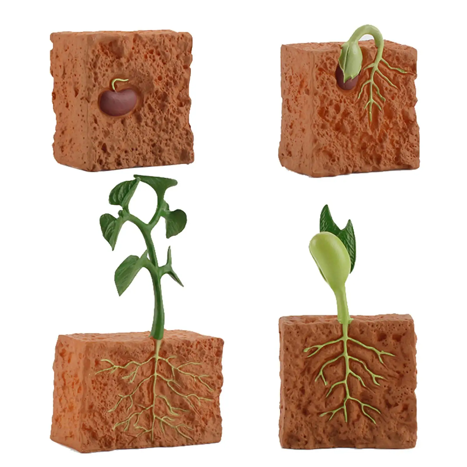 4Pcs Life Cycle of a Green Plant Grown Lifelike Plants Educational Toy PVC Plant Growth Cycle Fake Plant Toy for Kids Teaching T