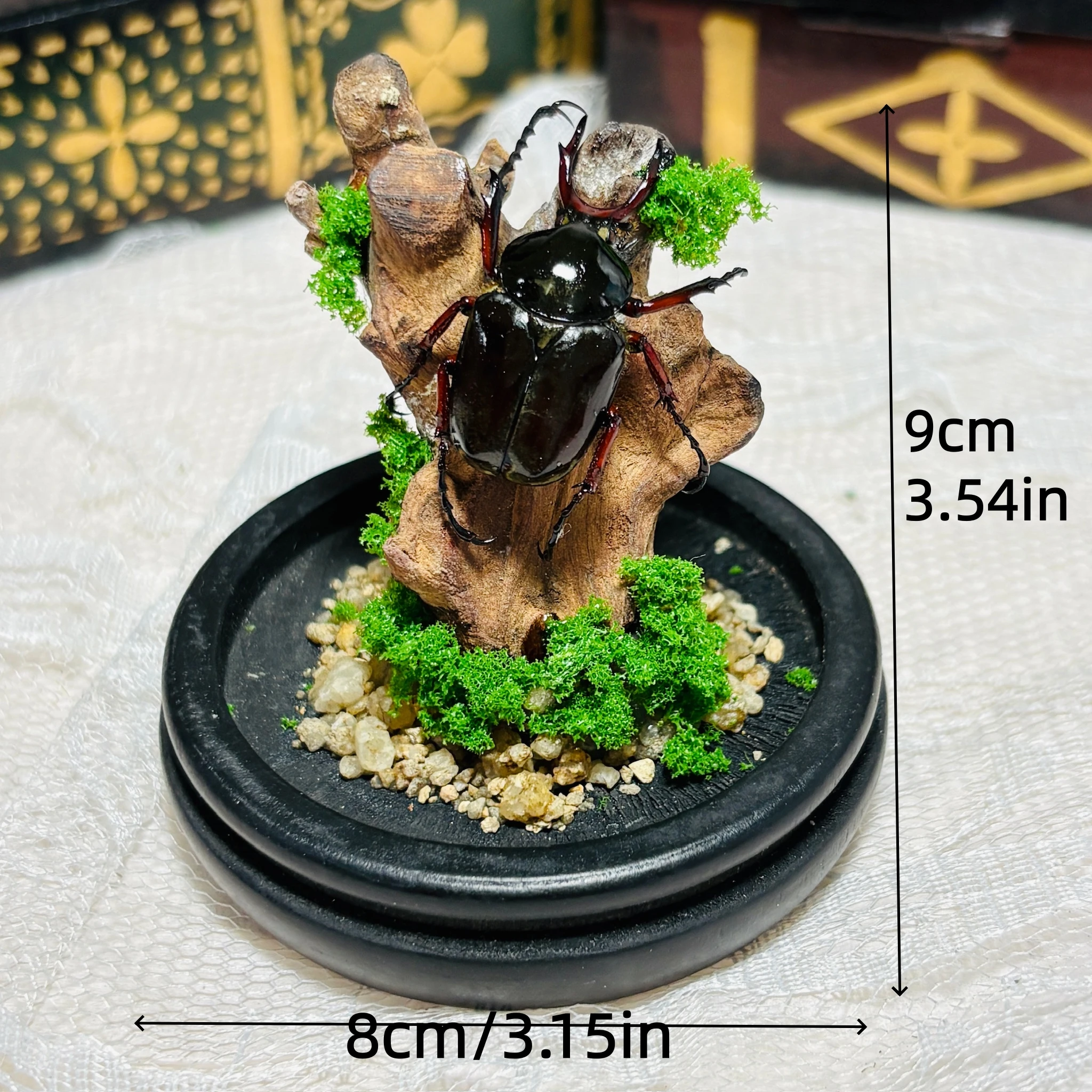 2136 Beetle Craft Glass Dome Desktop Ornament Collection Bulk Wholesale Mini Natural Landscape Cloche Decor Vintage Tabletop