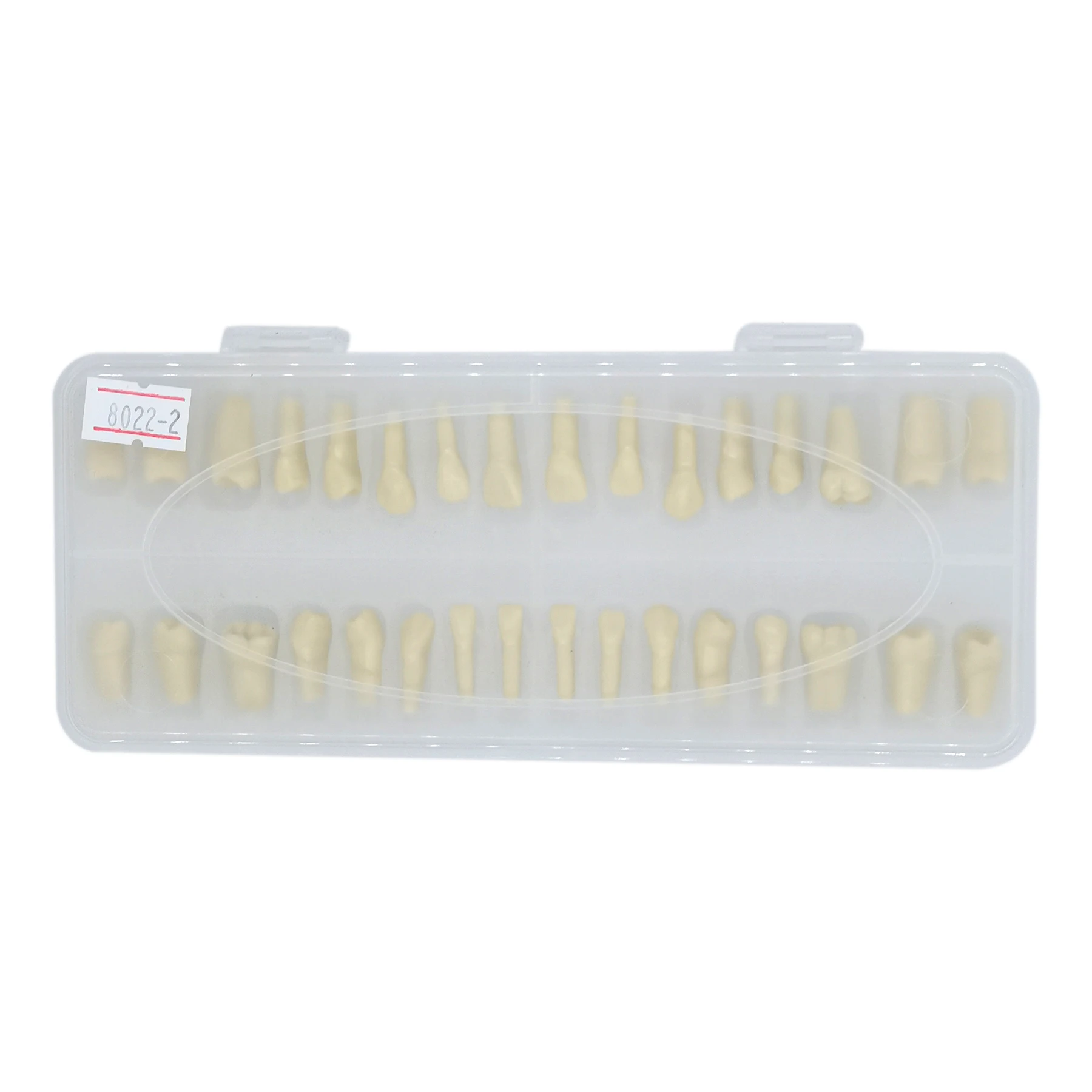 Frasaco AG3 Typodont Fit Dental Replacement 32Pcs Screw-in Teeth Model M8022-2 Standard Practice Filling Restoration Demo