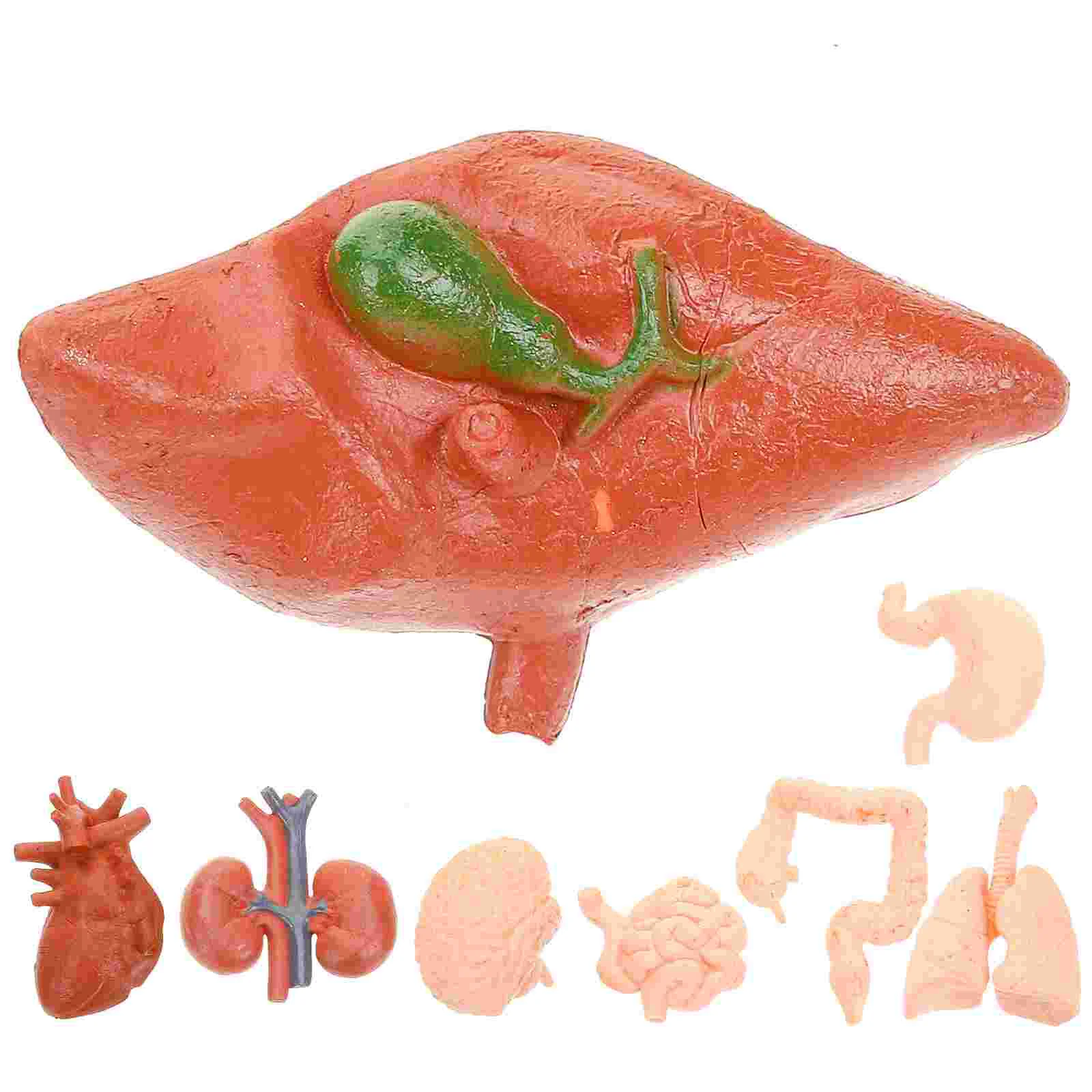 8 Pcs Human Organ Model Teaching Props Anatomical Simulation Specimen Classroom Tools Models