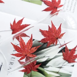 4-5cm/24pcs,natural pressed Maple Leaves,dry flower real Autumn Leaf Petals embossed phone case DIY bookmark photo frame decor