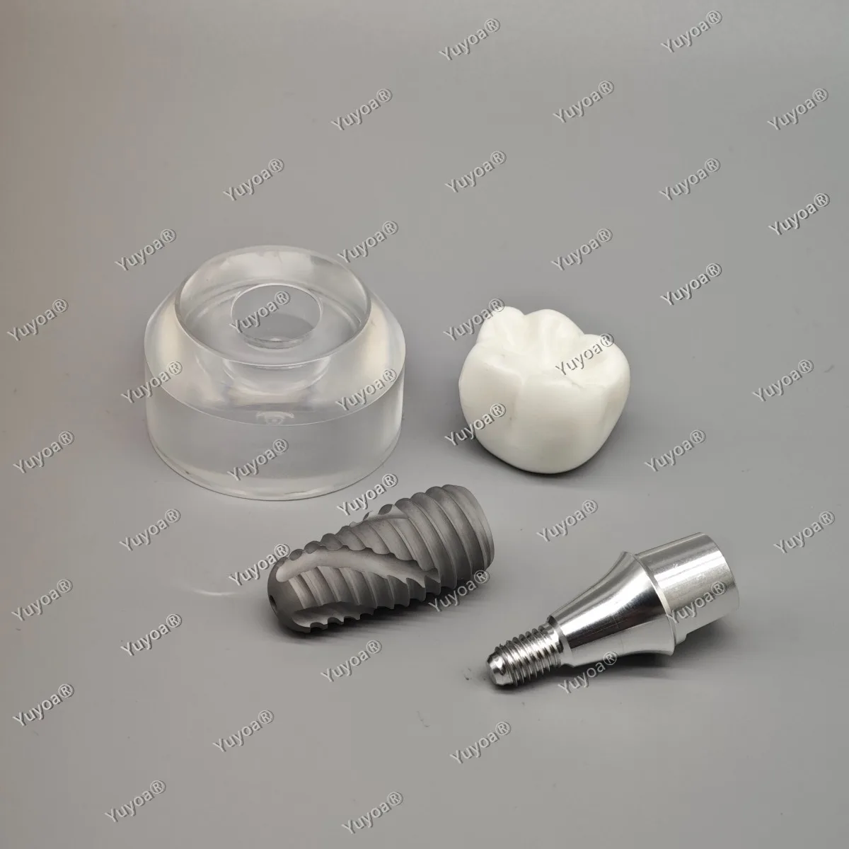 1PC Dental Implant Model Demonstration Dentistry Detachable Crystal Implant Teeth Model For Teaching Education Studying