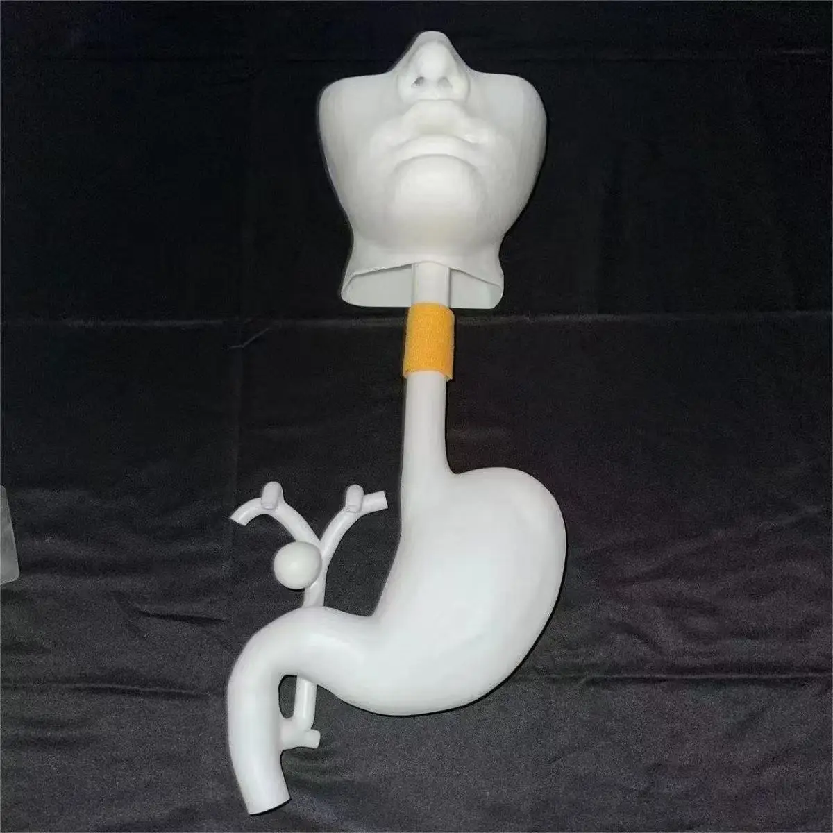 Oral and gastrointestinal model, gastroscopy training model, hard resin material endoscope training model