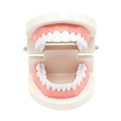 Modelo de dientes dentales para enseñanza, herramienta de demostración de estudio, dentista estándar, estudiante, 1 unidad