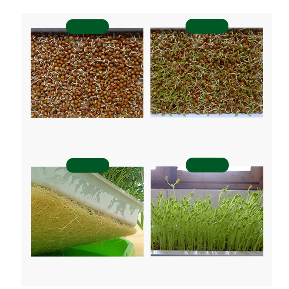 

35X26X5Cm Green Sprouting Tray Bpa Free Pp Soilless Seed Grower High Germination Ventilated Grid Design Vegetable Storage