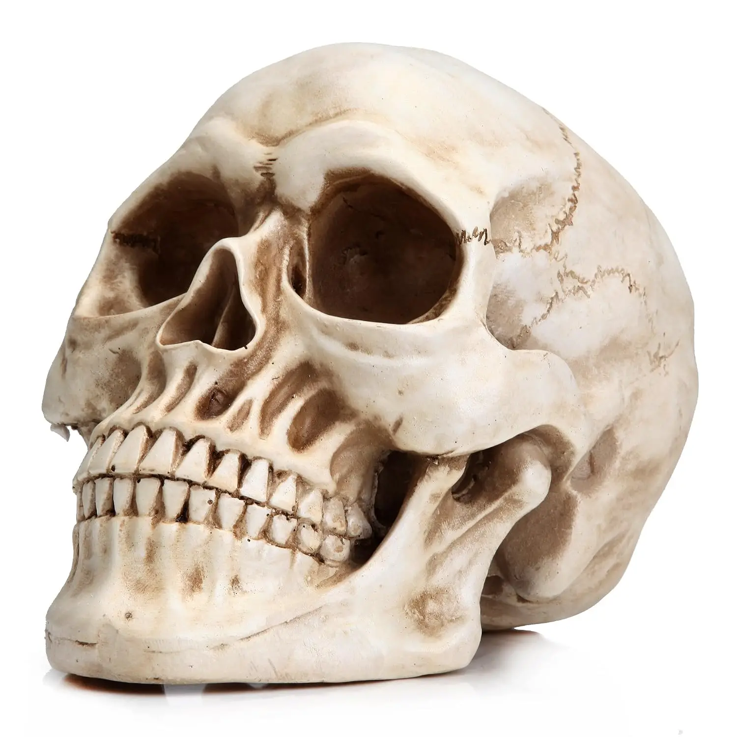 Halloween Skull Head, Life Size Resin Skull, Large Size Adult Skull Head Model for Home Decoration, Halloween Skull, Customized