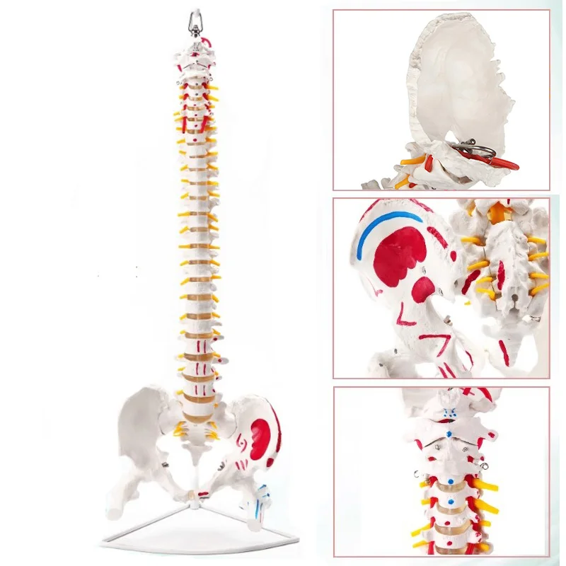 85cm Human Anatomy Spine Anatomical Model Include The Mark of Muscle Origins and Terminations Medical Anatomy Model