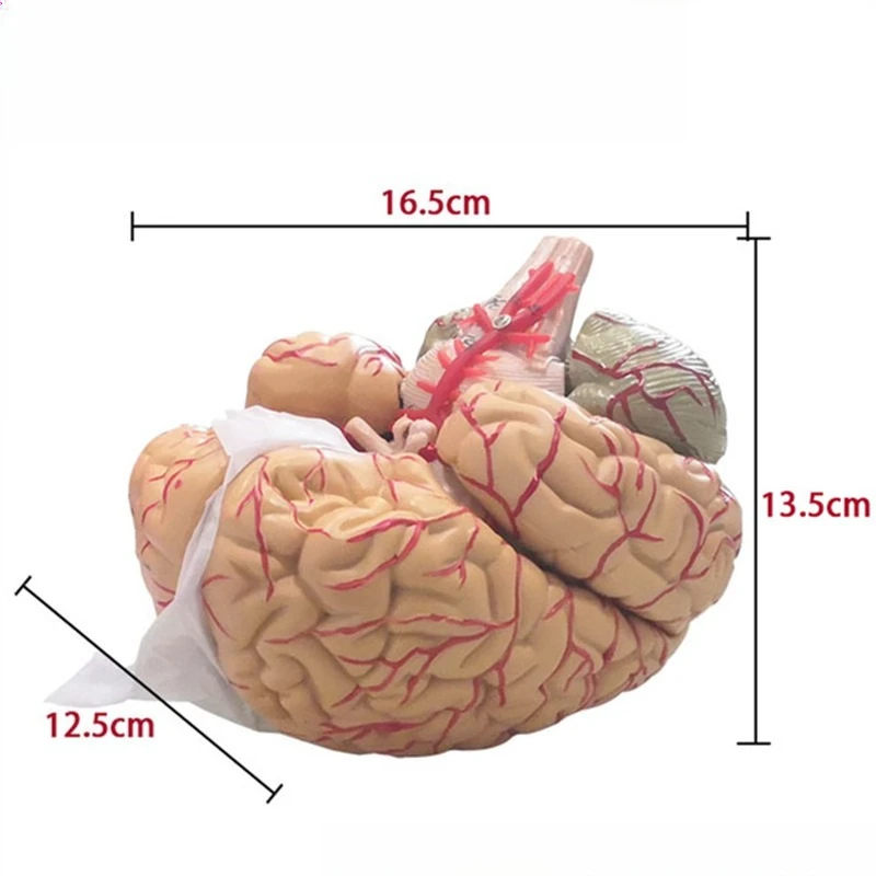 Detachable Enlarged Human Brain Structure Model Digital Cerebral Vascular Anatomy Teaching Model