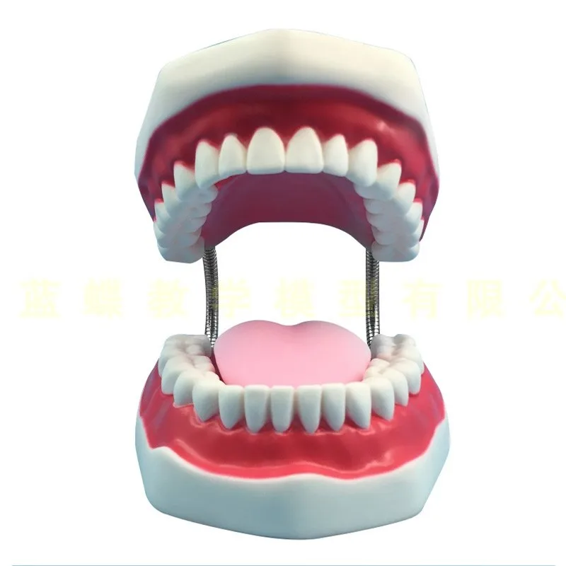 Oral health care dental model kindergarten teaching AIDS children's brushing toys dental demonstration construction