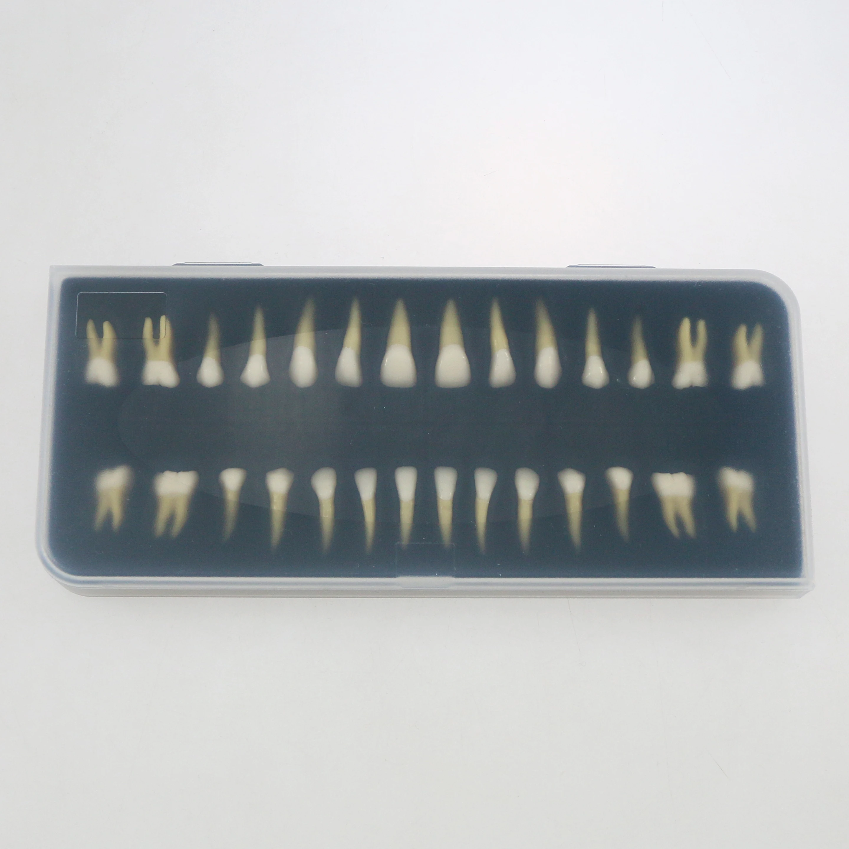 

Dental Model Teeth Demonstration Teach 32PCS 1:1 Study Tooth M7022