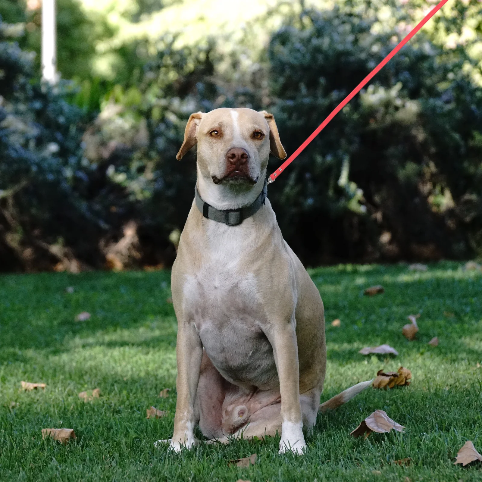 

Dog Rhinestone Studded Pu Pet Walking Lead For Small Dogs Daily Use Jogging Hiking Outdoor Activities Dog Walking Leash