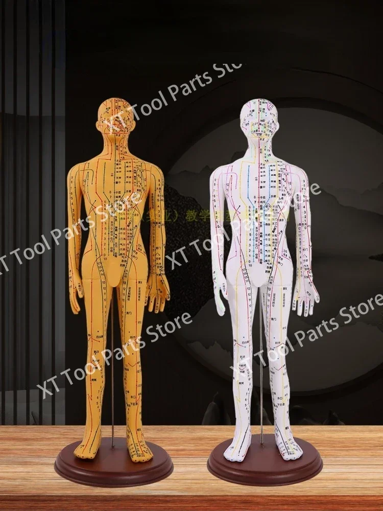 Acupuncture and moxibustion acupoint human body model meridian acupoint model map whole body Chinese medicine twelve copper men