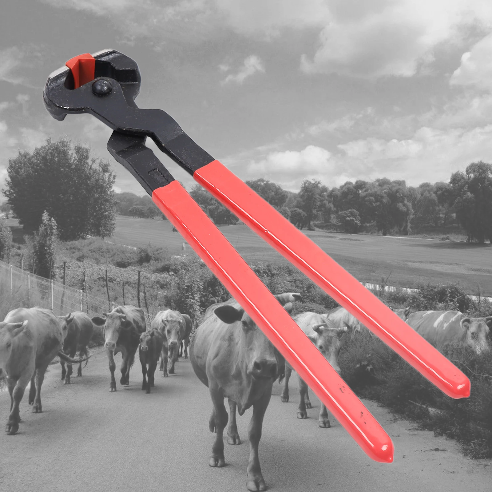 47*4.5cm 3 in 1 Horse Farrier Tool Kit Multicolor Professional Farrier Tool Kits with Convenient Hanging Hole