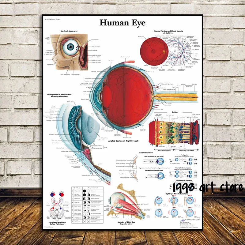 Medical Eye Anatomy Diseases of The Eye Chart Ophthalmology Art Poster Canvas Painting Wall Print Picture for Clinic Home Decor