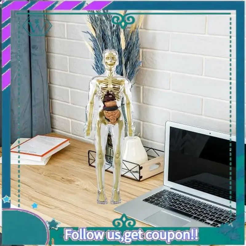 3D Human Body Torso Model Anatomy Model Skeleton DIY Skeleton Toy Human Body Model Removable Parts