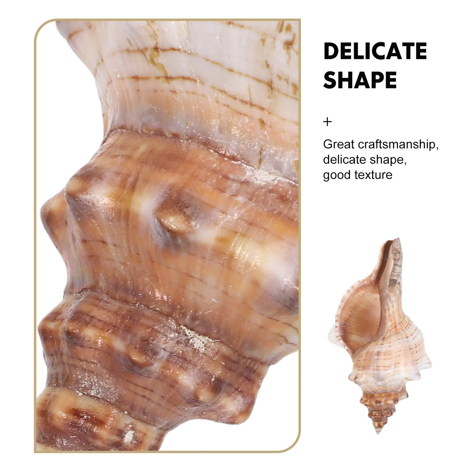 Natural Large Conch Shell 16-18Cm Vase Filler Air Plants Home Decor Wedding Beach Party Aquarium Decoration Seashells