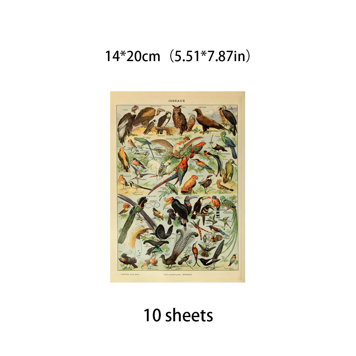 10sheets Insect Atlas Material Sticker Kids Diy Tool Computer Stickers for Water Bottles Waterproof Arts Crafts