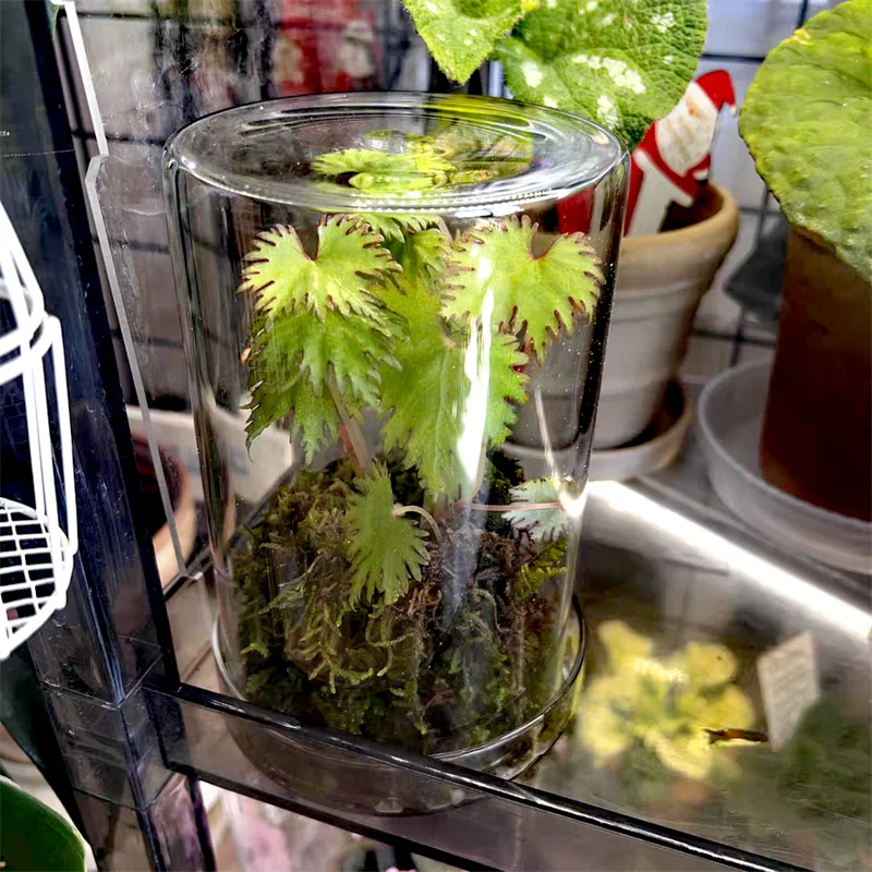 Micro Landscape Moss Bryophyte Transparent Cylinder Glass Bottles with Lid Fresh Moss Bottle Glass Terrarium Home Decoration