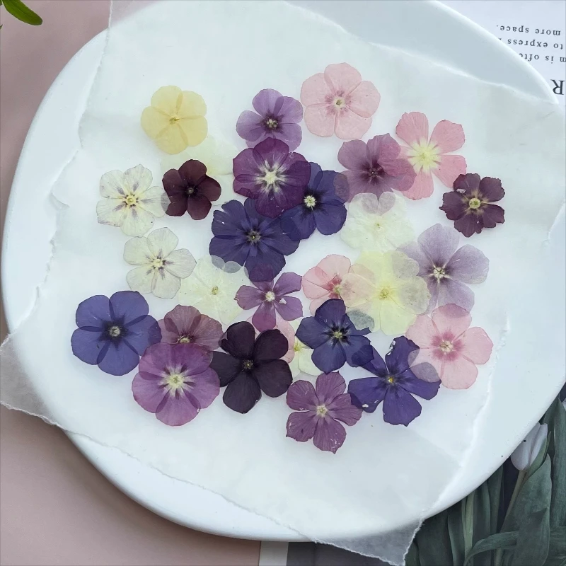12pcs,Semi-Transparent Niche Phlox Pressed Dried Flowers - DIY Craft Supplies for Photo Frame/Resin Jewelry/Phone Case/Bookmark