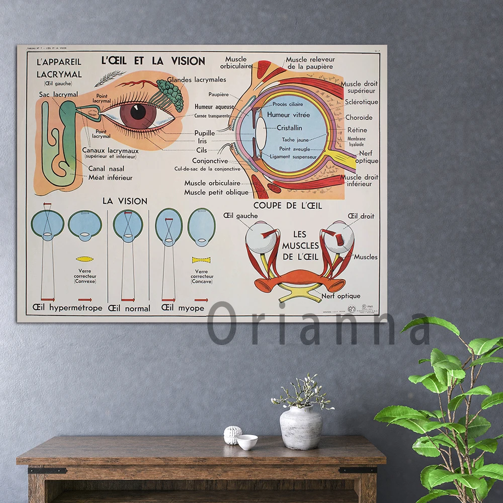 Anatomy Human Body Sciences Vintage Large Stunning French School Poster Double-Sided The Eye And Vision The Ear And The Nose