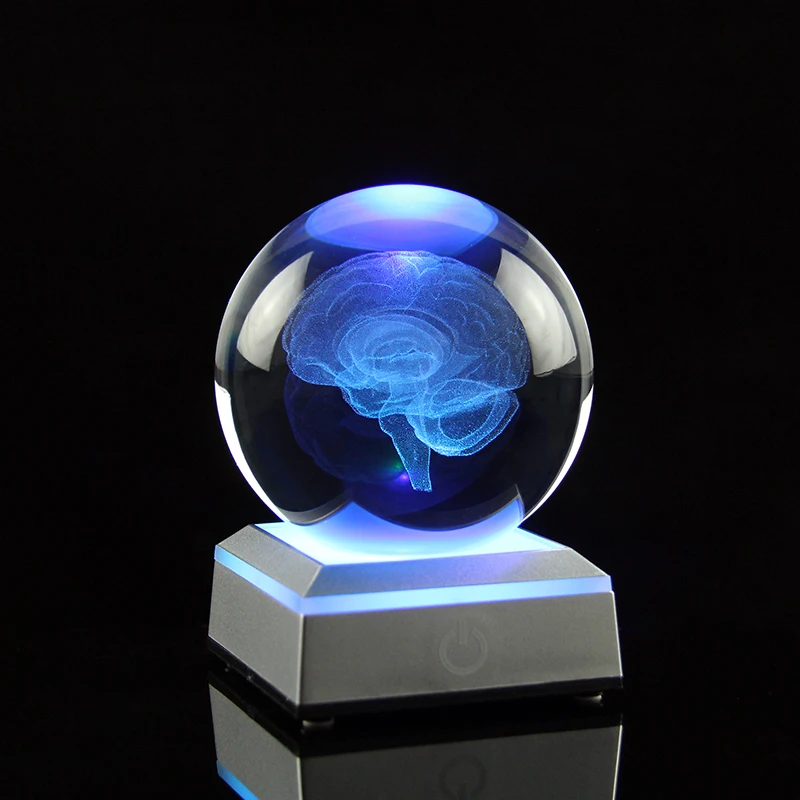 Brain Crystal Ball 3D Laser Engraved Human Organ Cerebrum Model Decoration Ball Home Decor Medical Science Gifts