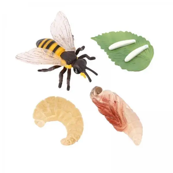 Animal Life Cycle Bee Model Educational Toy Multicolor Hand Painted Figurine for Kids Elementary Learning