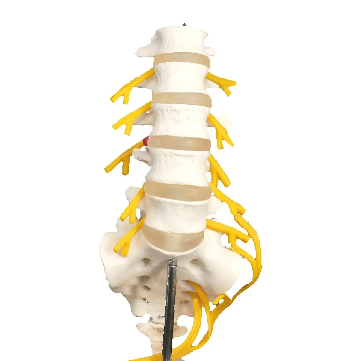 قطني Cauda Equina العمود الفقري Sacrum العصعص العصب العصبي نموذج الهيكل العظمي التدريس التدريب المعونة التعليم #3