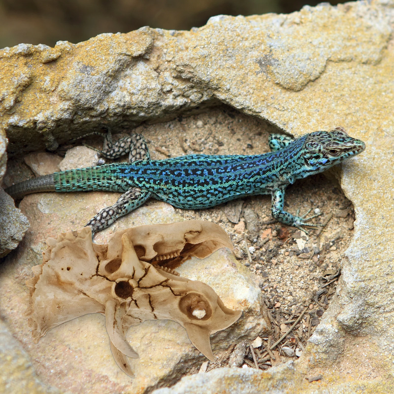 

Resin Dinosaur Skull Hideout Artificial Large Cave Reptile Habitat Decoration Gecko Tank Accessories Lizard Turtle Hide