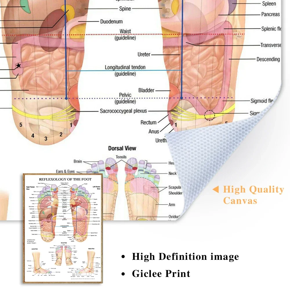 Scandinavian Simple Wall Art Acupuncture Points Diagram Anatomy Foot Reflexology Poster Print Home Bedroom Living Room Decor view 5