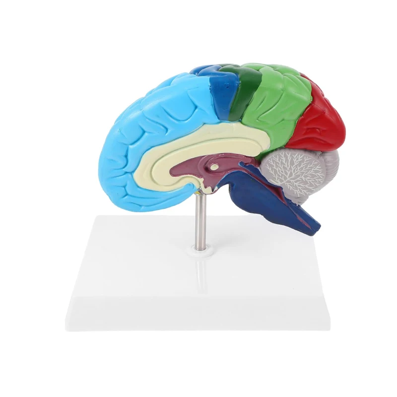 Colorful Half Brain Anatomy Model Anatomical Human Brain Model Medical Teaching Tool
