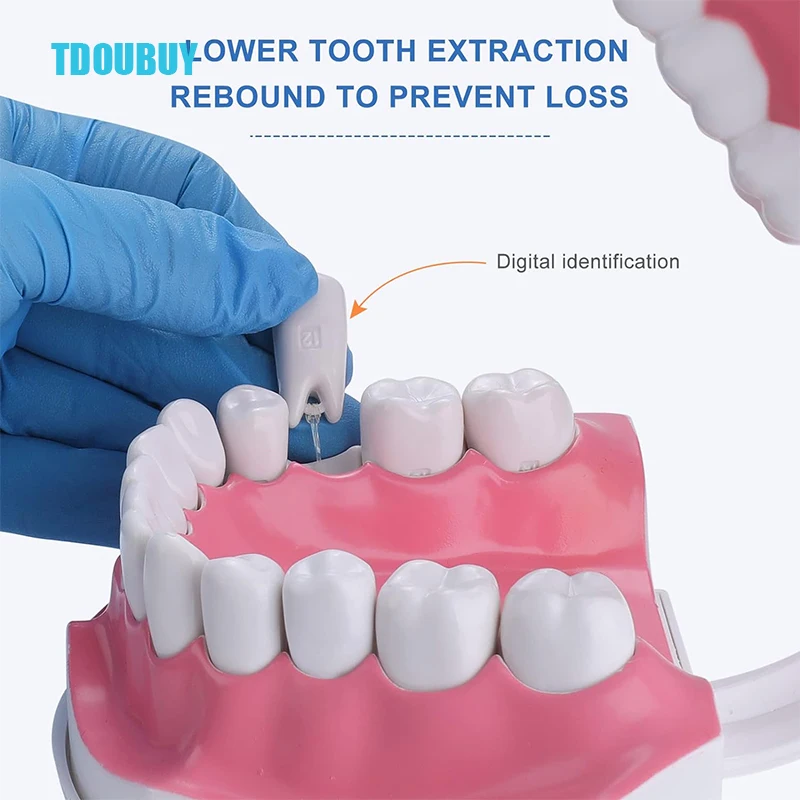 Modelo de dentes grandes com escova para crianças, Modelo dental extragrande para escovar os dentes, Modelo de dentes 2 vezes