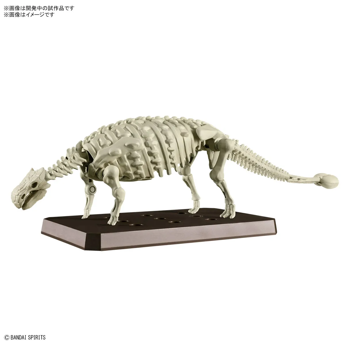 In stock [Plastic Tang] Bandai dinosaur Ankylosaurus containing skeleton fossil new version assembled model movable figure gift