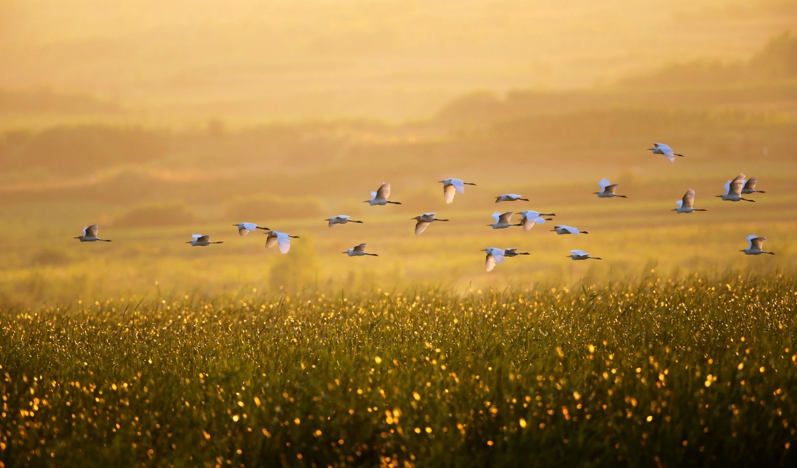 

Кузов Wrangler с колесной базой 313 мм для радиоуправляемых краулеров 1/10 (Trxs TRX4, SCX10, 90046, AX103007, RC4WD JEEP) – запчасти и аксессуары для самостоятельной сборки