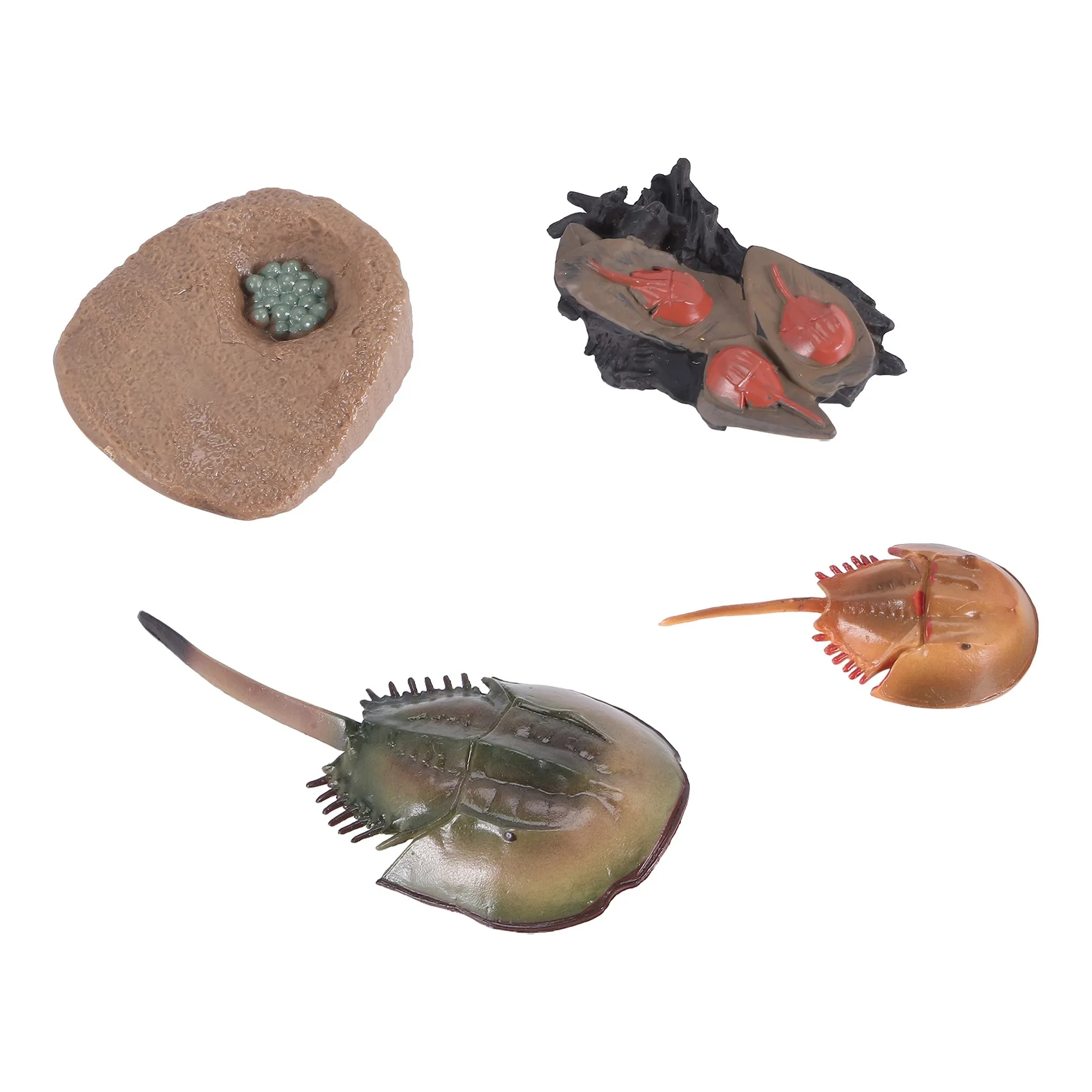 Simulation Horseshoe Crabs Growth Cycle Model,Insect Life Cycle Action Figures Model Life Cognition Model Ornaments