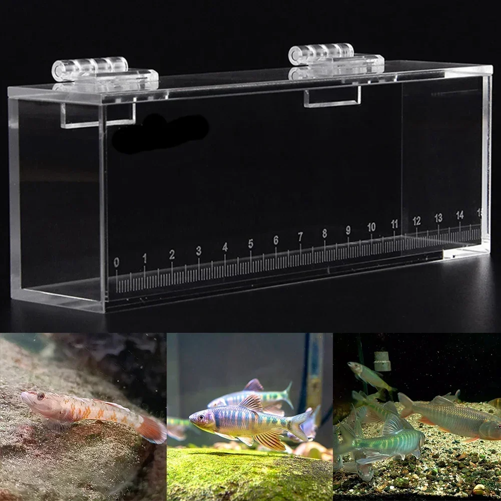 Acrylic High Clear Fish Viewing Box With Scale Fish Tank For Bitterling Gobies Outdoor Stream Fishing (79 Characters)