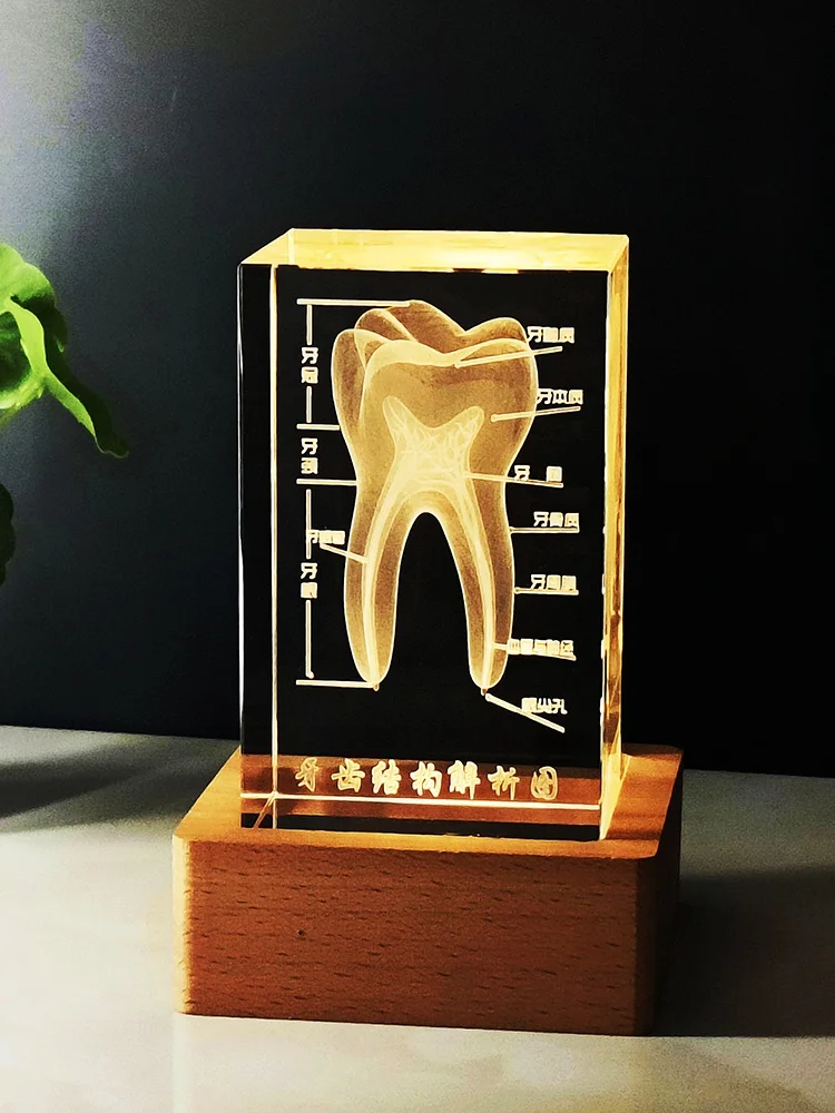 modello-di-dente-in-cristallo-con-incisione-interna-espositore-per-cliniche-dentistiche-scuole-mediche-ricerca-regalo-commemorativo-per-insegnanti