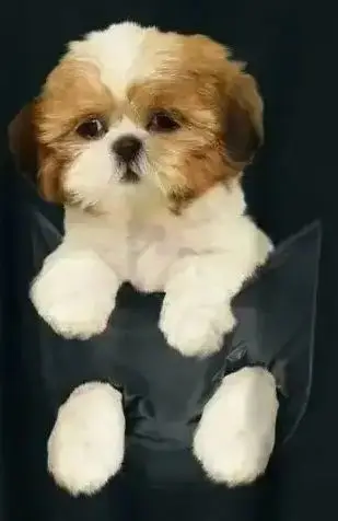 

Shih Tzu Puppy in Pocket Funny Dog Lovers Gift T-Shirt 100% Cotton O-Neck Summer Short Sleeve Casual Mens T-shirt Size S-3XL