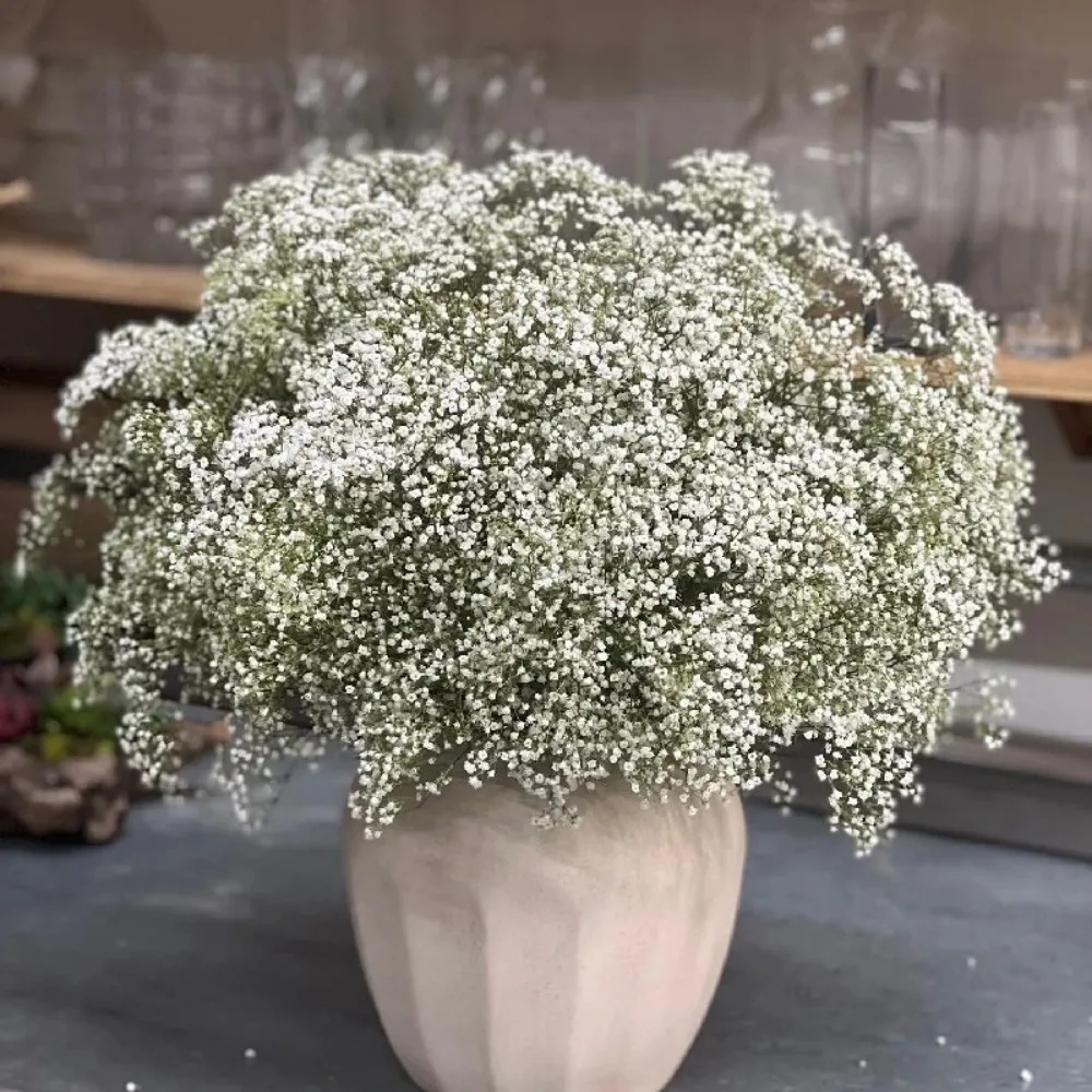 

100g Natural Gypsophila Baby Breath Dried Flower Bouquet Valentine Day Gift Wedding Party Decoration Home Decor Wholesale