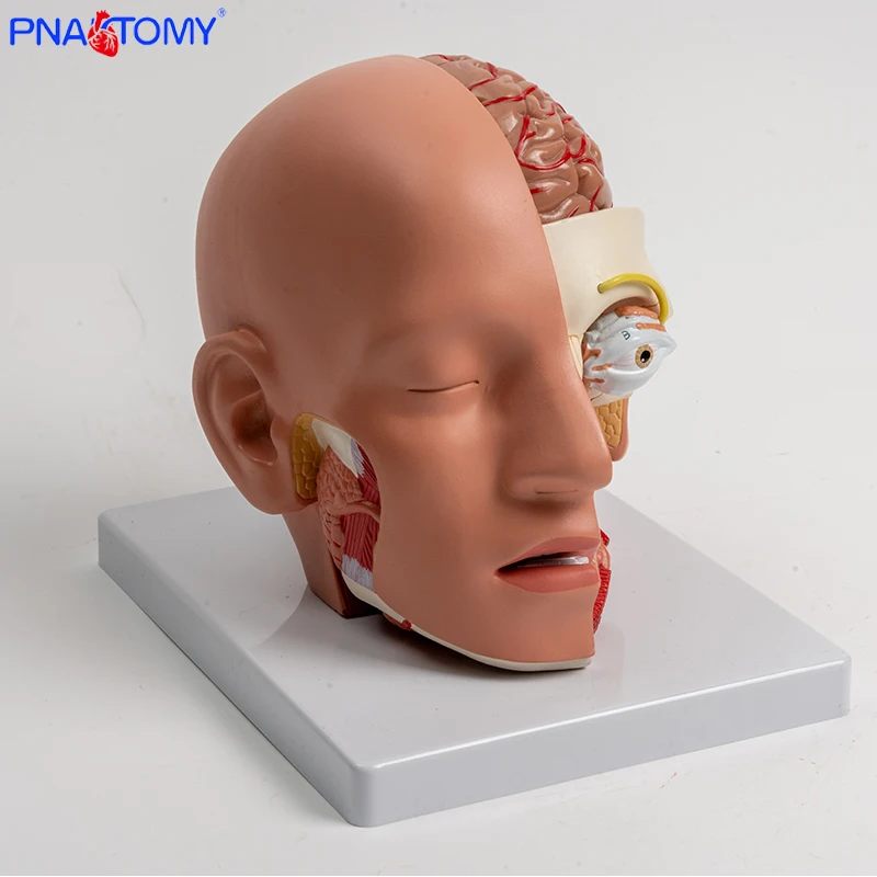 Detachable Human Head Structure Brain Anatomy Model Blood Vessels Brain Stem and Nerve Salivary Glands Nasal Cavity Life Size