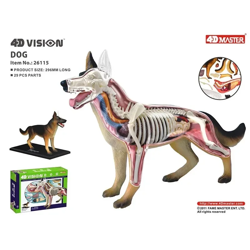 4D Vision Medical Dog Anatomy Model Skeleton Anatomical Medical Model Retriever Organs Heart Brain Kidney Knee Kids Veterinary