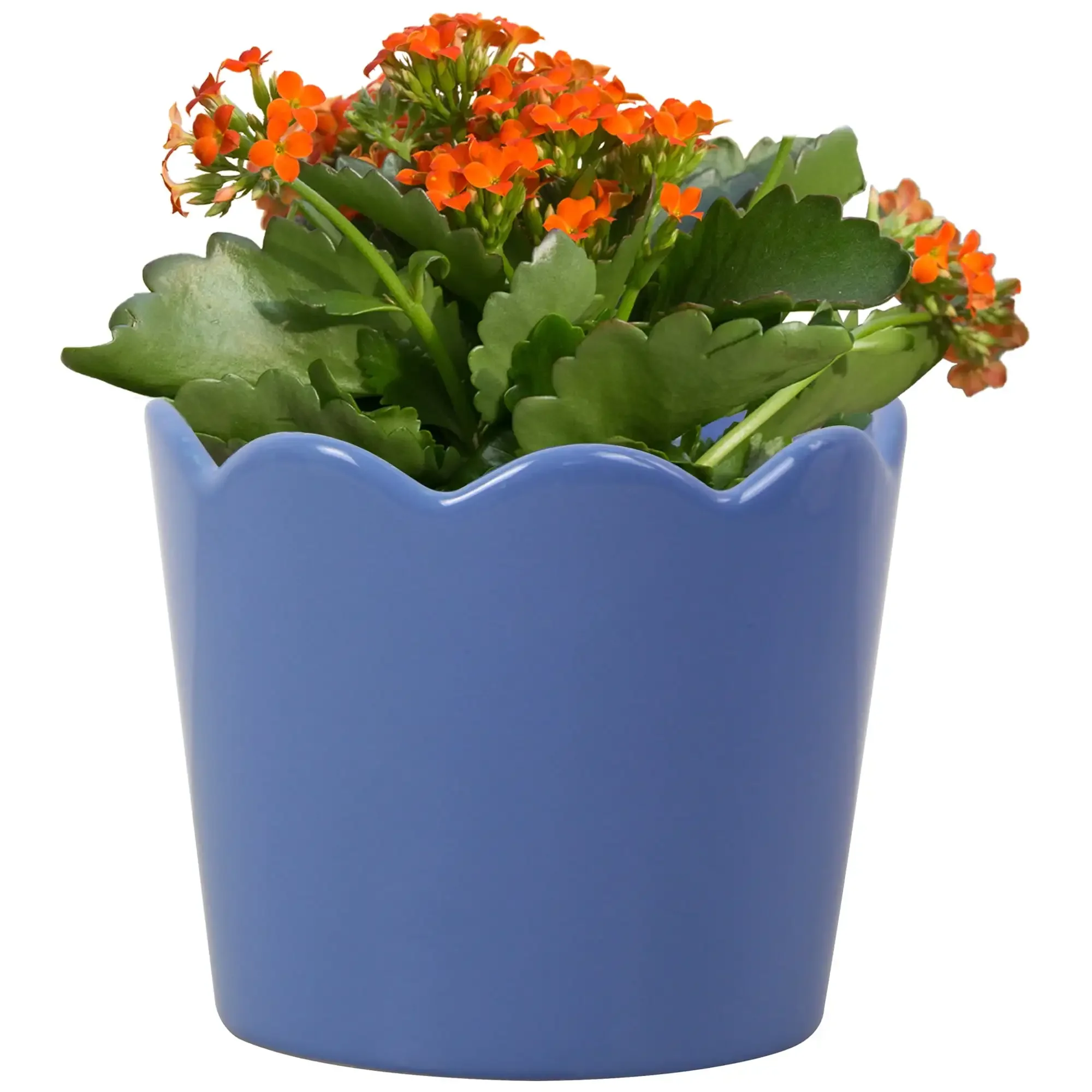 4in Scallop Blue Round Ceramic Planter